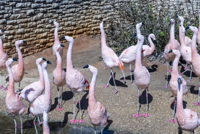 SA Zoo Caribbean Flamingos 2025